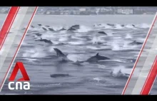Setki delfinów otaczają łódź w południowej Kalifornii