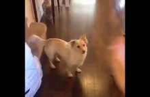 Reakcja głuchoniemego psa na gest „idź na spacer”
