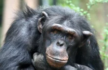Szympansy kładły się zdrowe – rano były martwe. Choroba może przejść na ludzi