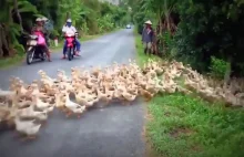 Tysiące kaczek przechodzących przez ulicę