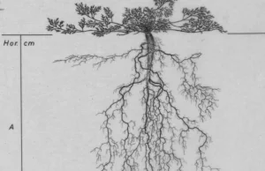 Niesamowita kolekcja rysunków przedstawiających korzenie roślin