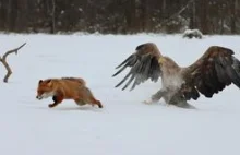 Bielik vs lis czyli awantura w Białowieży - świetne zdjęcia