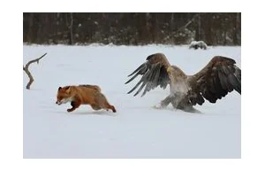 Bielik vs lis czyli awantura w Białowieży - świetne zdjęcia