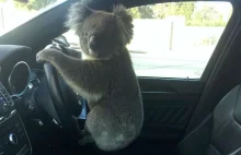 Koala spowodował karambol na autostradzie, a potem postanowił zostać...