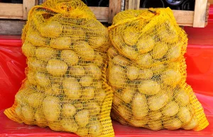 Dramat rolników. Sprzedają ziemniaki po 30 gr/kg.