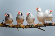 Hałas drogowy zmienia zachowania ptaków