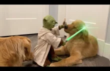 Yoda podejmuje drastyczne kroki