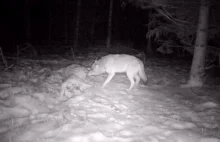 Pod Szczytnem kamera nagrała wilka jedzącego ofiarę