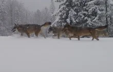 Rodzina wilków na fotopułapce w Beskidzie żywieckim- hasanie i podjadanie śniegu