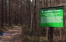 Legendarny materiał TVP o lasach i koronawirusie