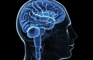Objawy neurologiczne po COVID powszechne. Dowody na infekcję mózgu i autoagresję