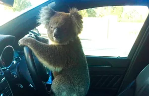 Miś Koala wszedł na autostradę i spowodował karambol