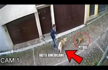 Pitbull VS Akita!