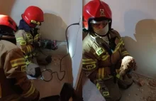 Strażacy dosłownie wykuli psa z szybu wentylacyjnego