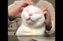 Kot podczas masażu głowy