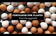 How To Make Eggshell Super Fertilizer for Plants in 3 Minutes