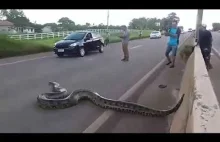 Ruch zatrzymuje się. Gigantyczna Anaconda przechodzi przez jezdnię w Brazylii