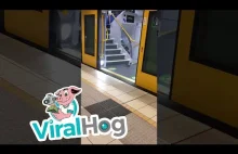 Na stacji wsiada gołąb