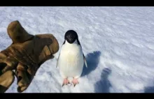 Spotkanie z dzikim pingwinem