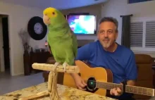 Ptak próbuje śpiewać przy akompaniamencie gitary