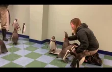 Pingwiny ważą się w zoo w Saint Louis