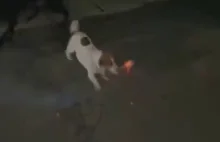 Ten pies postanowił spalić cały dom