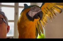 Ara ararauna Goldi gadająca papuga.