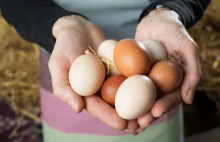 Kaufland wycofa jaja z chowu klatkowego