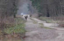 Przerażające spotkanie z wilkami! Ciarki na plecach!