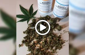 Jak wygląda medyczna marihuana z apteki? Czy jest warta 60zł/g?