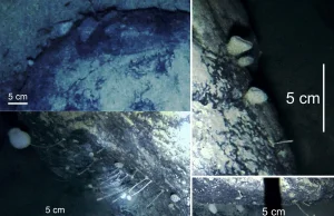 Naukowcy odkryli DZIWNE ZWIERZĘTA pod 800 m. pokrywy lodowej na Antarktydzie