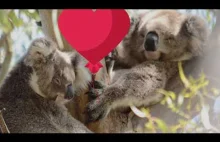Jak koale świętują Walentynki