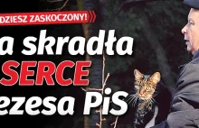 Ta dama rządzi sercem Kaczyńskiego. Zdjęcia nie kłamią! To musi być miłość