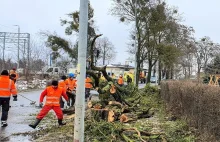 Historyczna aleja drzew wycinana w Obornikach Śląskich! Oszukani mieszkańcy.
