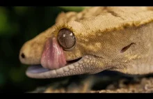 Gekon myje sobie oczy