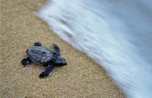 Jak sztuczna inteligencja pomaga chronić małe żółwie