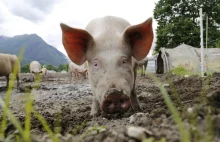 Huawei zabiera się za hodowlę świń w Chinach