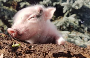 Huawei inwestuje w świnie z powodu obostrzeń USA