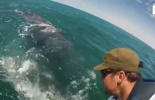 Szary wieloryb prosi o głaskanie