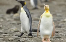 Fotograf przyrody zrobił zdjęcia żółtego pingwina