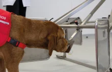 Psy nauczą sztuczną inteligencję wykrywać raka?