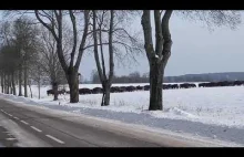 Stado dzikich Żubrów przebiegające przez drogę na Podlasiu