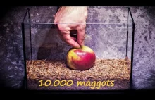 10.000 sztuk mącznika młynarka zjada jabłko w dwa dni