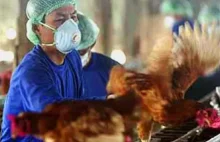 Rosja raportuje pierwsze przypadki zakażeń wirusem ptasiej grypy H5N8