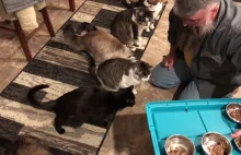 Karmienie zdyscyplinowanych kotów