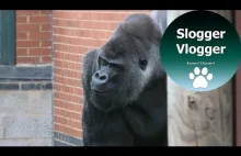 Moody Silverback Drags Mate From Door