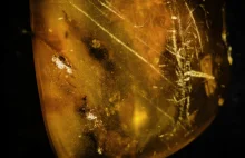 Najstarsze ślady spermy odkryte w bursztynie sprzed 100 mln lat