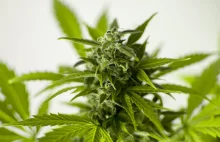 Marihuana nie pomaga na COVID-19. Eksperci przestrzegają przed autoterapią
