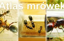 Atlas mrówek - - Informacje o mrówkach