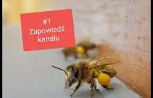 #1 Zapowiedź kanału. Pszczoły, przedwiośnie i pierwszy pyłek z leszczyny